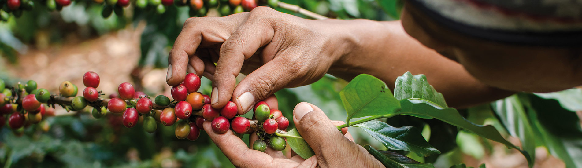 CZ header-koffie